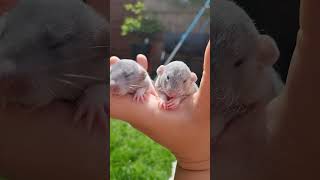 Adorable Baby Rats [upl. by Oruntha]