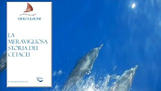 La meravigliosa storia dei cetacei [upl. by Nahtaj]