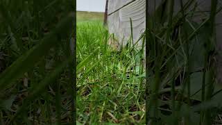 blue tongue skink enjoying a nice summer day reptile bluetongueskink lizard [upl. by Alard]