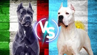 cane corso vs dogo argentino [upl. by Arihsaj]