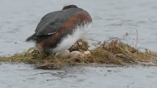 Horned Grebe  Flórgoði Podiceps auritus  3062024 in Iceland [upl. by Adham]