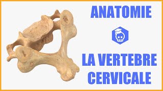 ANATOMIE  LA VERTEBRE CERVICALE TYPE [upl. by Hollie994]