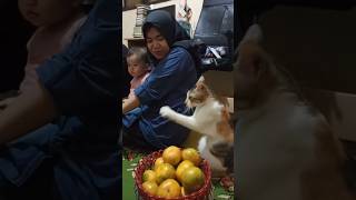 KUCING BERKEMAMPUAN UNIK [upl. by Dodie]