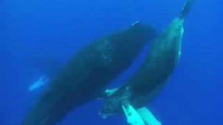 SomCanto das Baleias JubarteHumpback whales [upl. by Leopold]