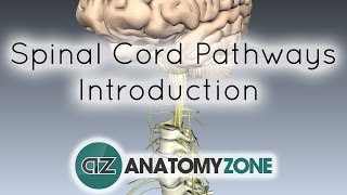 Spinal PathwaysTracts  Part 1  Introduction  Anatomy Tutorial [upl. by Herries]