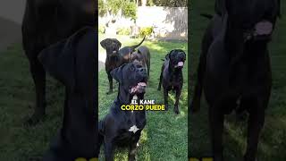 CANE CORSO canaryrecordstv [upl. by Nwahsram]