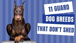 11 Guard Dog Breeds That Don’t Shed  Dog show [upl. by Laure]