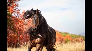 Warlander Stallion Our first ride [upl. by Riesman]