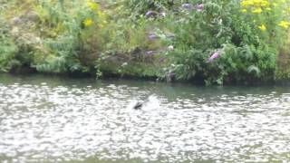 A River Irwell Cormorant [upl. by Ama]