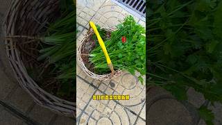 Episode 15 I want to plant fragrant plants in my yard and balconyVegetables goodlooking [upl. by Berne360]