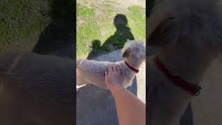 I petted a skittish dog yayyy [upl. by Dew]