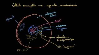 Les organites membranaires dans les cellules eucaryotes [upl. by Phelps290]