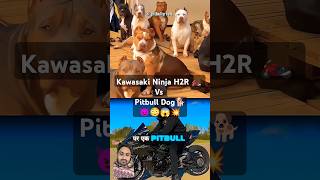 Kawasaki Ninja H2R Vs Pitbull 😈😈😱trending facts top trending latest knowledge ytshorts [upl. by Esylle]