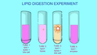 lipid digestion experiment [upl. by Sephira]