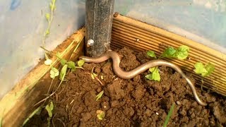 Allotment 46  Rethinking the Polytunnel [upl. by Eiboj52]