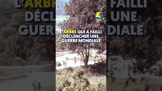 Cet arbre a failli déclencher une guerre mondiale  shorts [upl. by Ydnirb]