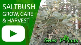 Saltbush  grow care harvest and eat Atriplex [upl. by Geller]