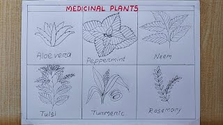 Medicinal plants drawing easy Different Types of medicinal plants drawing Pencil drawing [upl. by Earahc]