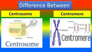 Difference Between Centrosome and Centromere [upl. by Nylorahs]