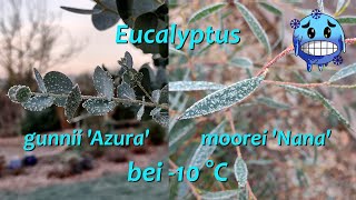 Eukalyptus bei 10 °C Frost [upl. by Waddle]