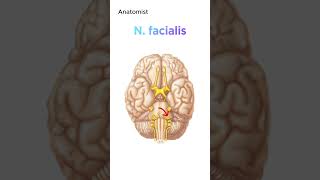 Kranial sinirler nervi craniales neuroanatomy anatomi anatomy nöroanatomi nöroanatomi [upl. by Aihsenod277]