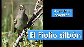 Fiofio silbón White crested Elaenia Elaenia albiceps Aves de la Argentina [upl. by Akiwak]