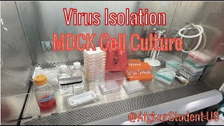 Virus Isolation  MDCK cell culture  Practical illustration of VI process in 10 minutes [upl. by Chong]