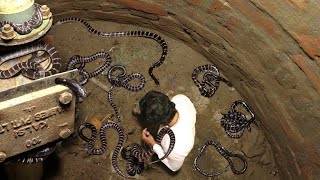 एक साथ भारत के सबसे जहरीले सांपों को कुएं से कैसे रेस्क्यू किया गया Venomous Snake Rescue in Well😱 [upl. by Erdei938]