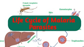 Life Cycle of Plasmodium  Malaria and the Life Cycle of Plasmodium  Video for Kids [upl. by Glaudia]