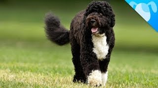 Portuguese Water Dogs Facts [upl. by Aronson]