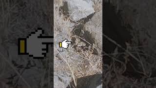 I almost stepped on a rattlesnake 😱ytshorts rattlesnakes hiking hikingadventures [upl. by Yauqram996]