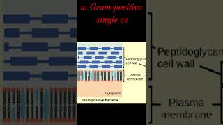 Positive or Negative Bacteria  Gram status  Concepts of Biology 131 learnwithgs [upl. by Chlores]