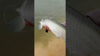 Meet your fishing guide for the Giant Arapaima day trip arapaima fishingtips fishinglife [upl. by Fridell181]