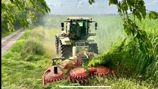 Xerion 4200 With Wittrock Hempcut  Hemp Harvest With Grahns Maskintjänst 4K [upl. by Camp]