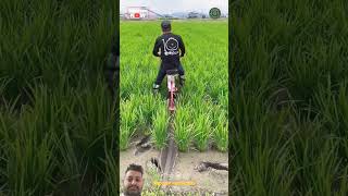 Paddy farming machine riceproduction ricefarming newtechnology agriculture ricecultivation [upl. by Eul10]