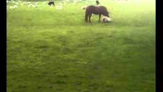 Horse attacks Sheepdv [upl. by Rett]