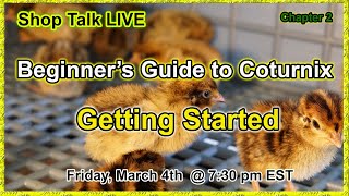 Coturnix Corners  Beginners Guide to Coturnix  Getting Started [upl. by Justinian]