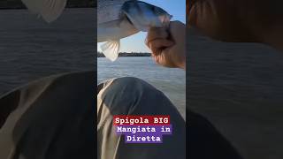 mangiata in diretta spigola big bigfish pesca spinning kayakfishing fishing [upl. by Macleod37]