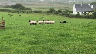 Border collie herding sheep in Ireland [upl. by Arraeit]