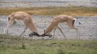 Gazelles Clash in Epic Battle for Mating Rights [upl. by Gerrard]