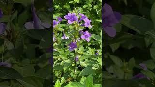 Barleria cristata ornamental barleria [upl. by Elauqsap]