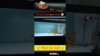 Piranha fish vs eel fish 🤯 shorts shortvideo [upl. by Hael]