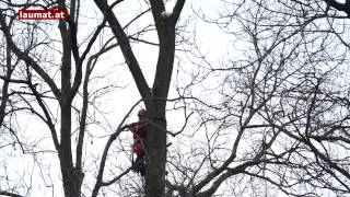 Höhenretter retten Katze aus 20 Metern Höhe von einem Baum [upl. by Radek322]