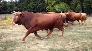 ESPECTACULARES los TOROS BRAVOS de la ganadería CAMINERO 2021 [upl. by Mozart]