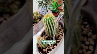 Kakteen gießen im Dezember Ja 🌵 kakteen sukkulenten giessen winterplantcare [upl. by Ecinahc144]