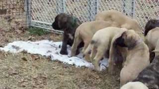 mastiff puppies 8 weeks old [upl. by Honeywell]