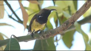 Dazzling Duo The Olivebacked Sunbirds [upl. by Trillbee740]