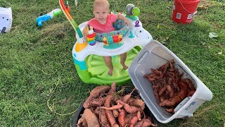 Sweet Potato Harvest 2024 [upl. by Zelazny]