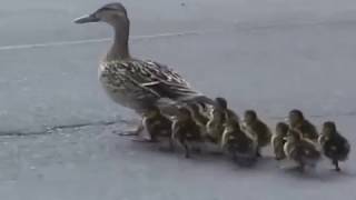 Mama Mallard amp Ducklings Leaving the City [upl. by Rubio674]