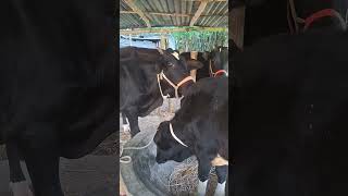 cow animals youtubeshorts shorts viralvideo indonesia [upl. by Ahseuqram]